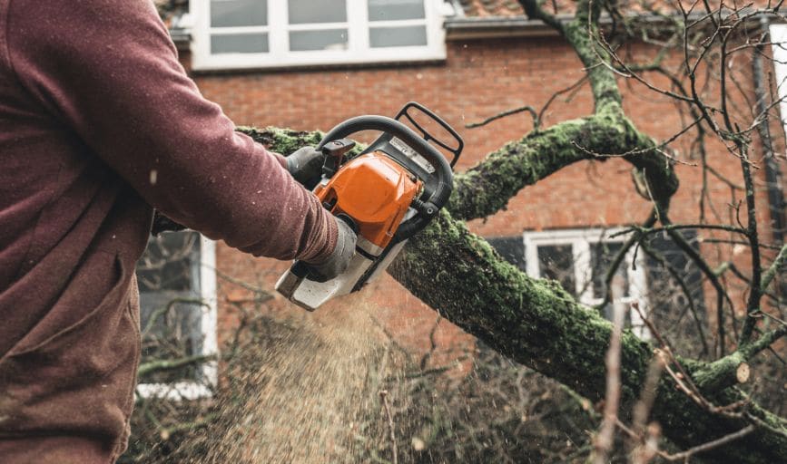 Tree Removal